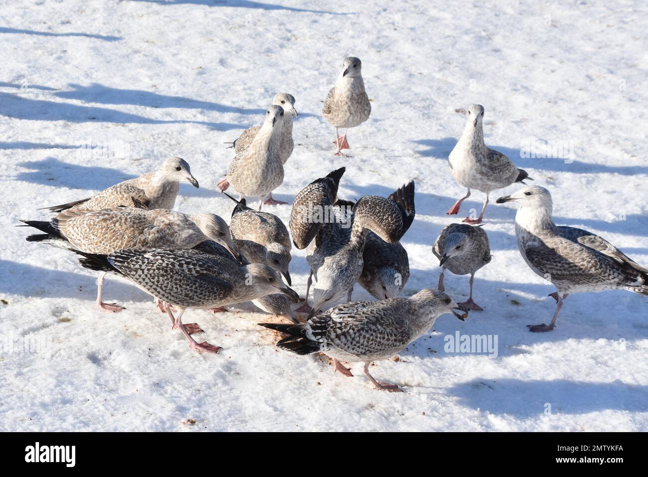 Giovani gabbiani giovani che si riuniscono per il cibo da un lago in inverno Foto Stock