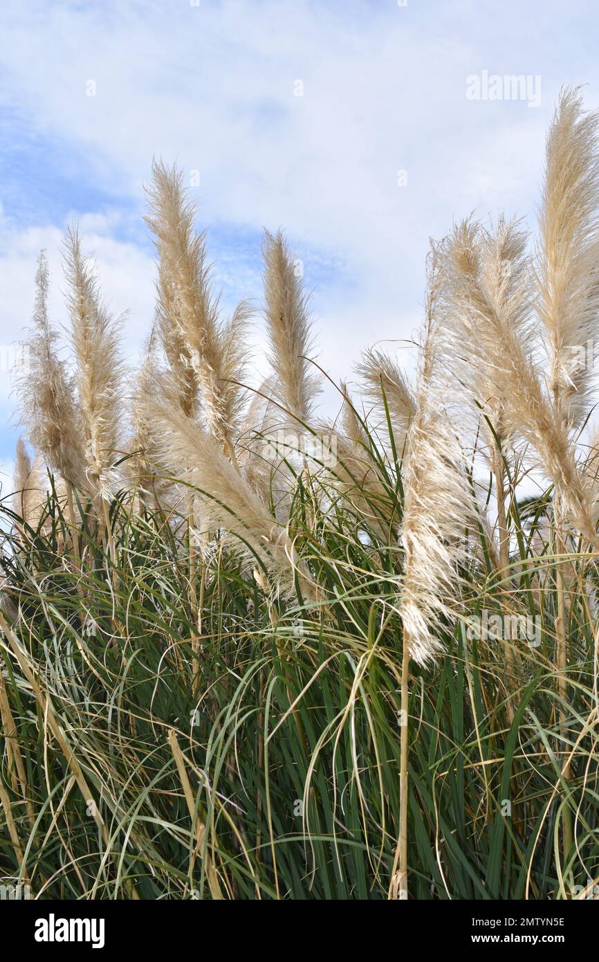 Erba di pampas fiorente contro cielo blu Foto Stock