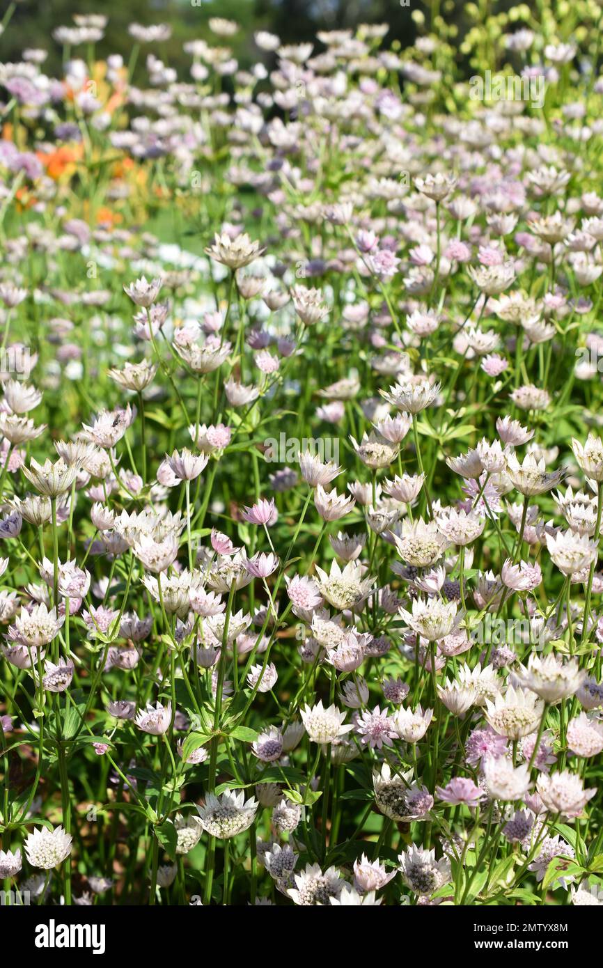 Rosa grande magistrale Astrantia fioritura maggiore in un parco Foto Stock