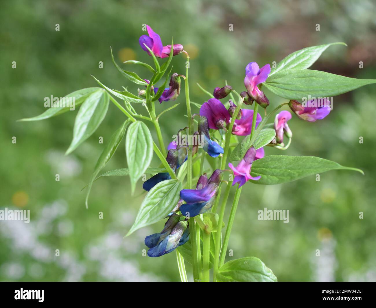 Fiori blu e viola su una pianta di piselli primaverili del Lathyrus vernus Foto Stock