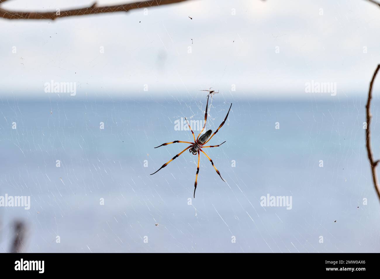 Spider di palma femminile o ragno di orbo d'oro a zampe rosse, Trichonephila inaurata, Isola di Praslin, Seychelles Foto Stock
