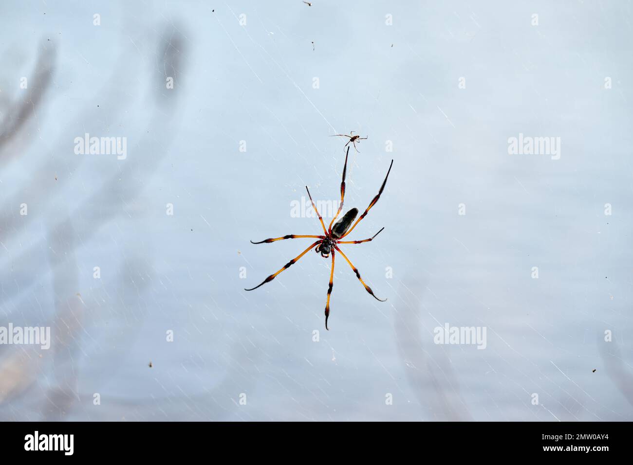 Spider di palma femminile o ragno di orbo d'oro a zampe rosse, Trichonephila inaurata, Isola di Praslin, Seychelles Foto Stock