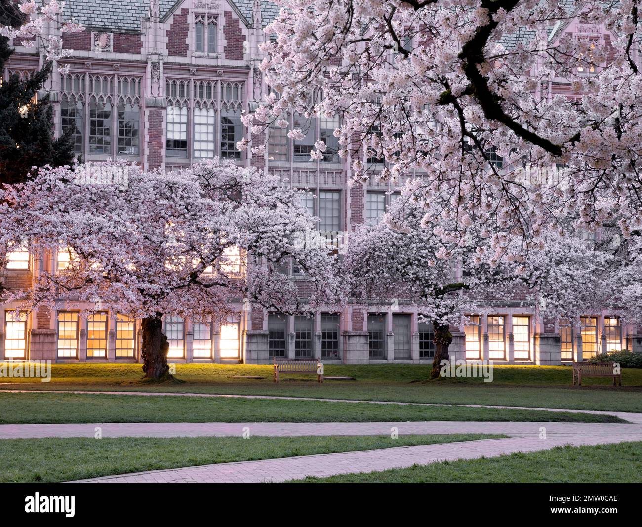 WA20765-00....WASHINGTON - alberi di ciliegia in fiore all'Università di Washington, Seattle. Foto Stock