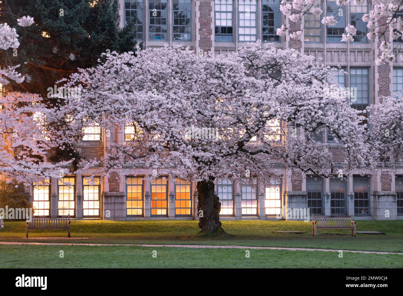 WA20766-00....WASHINGTON - alberi di ciliegia in fiore all'Università di Washington, Seattle. Foto Stock