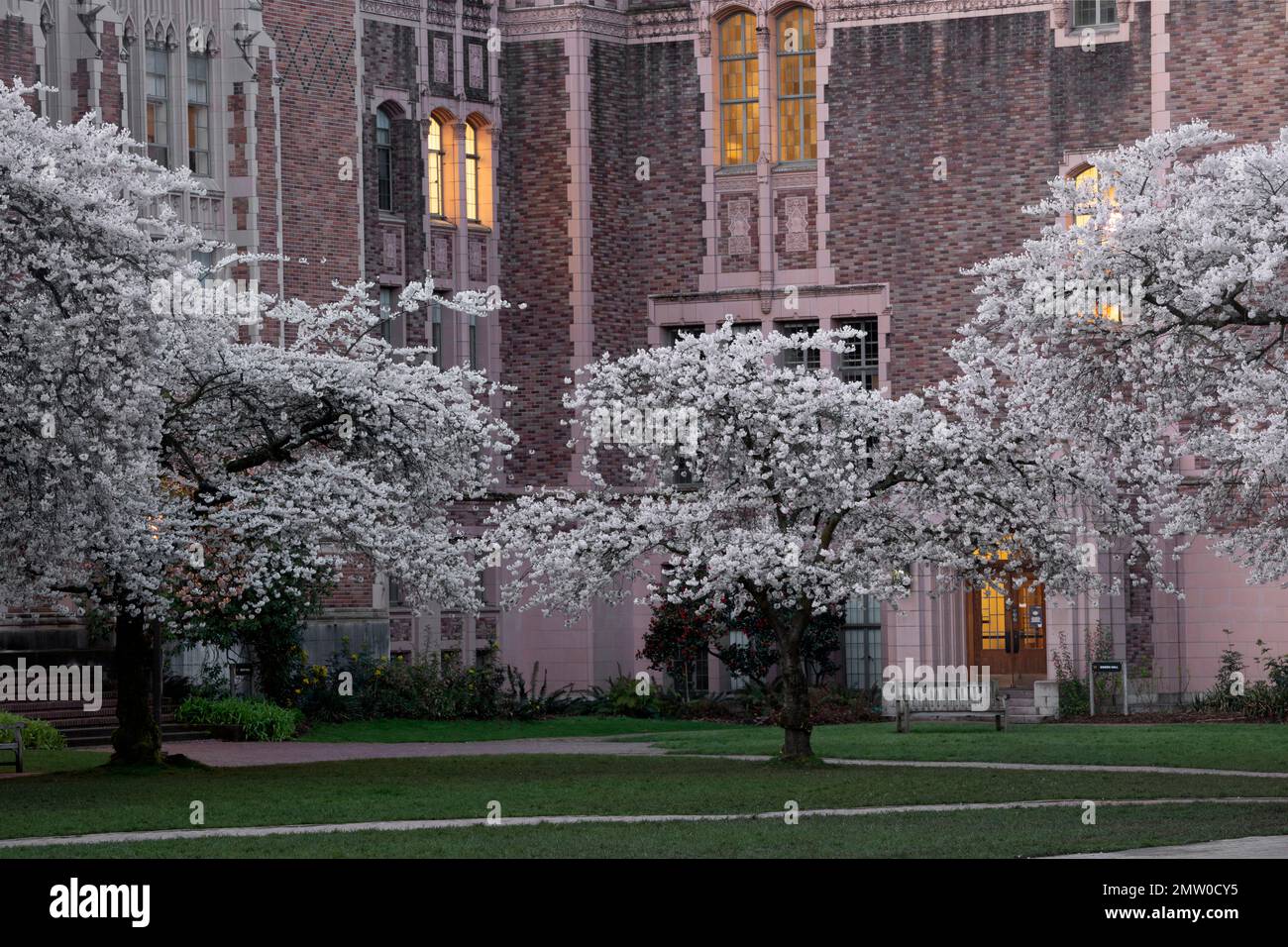 WA20767-00....WASHINGTON - alberi di ciliegia in fiore all'Università di Washington, Seattle. Foto Stock