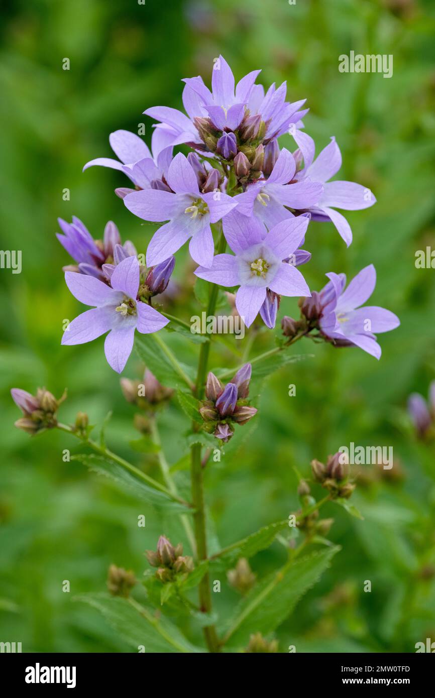Campanula lattiflora Croce Blu, Milky Bellflower, grappoli di fiori pallidi blu cina Foto Stock