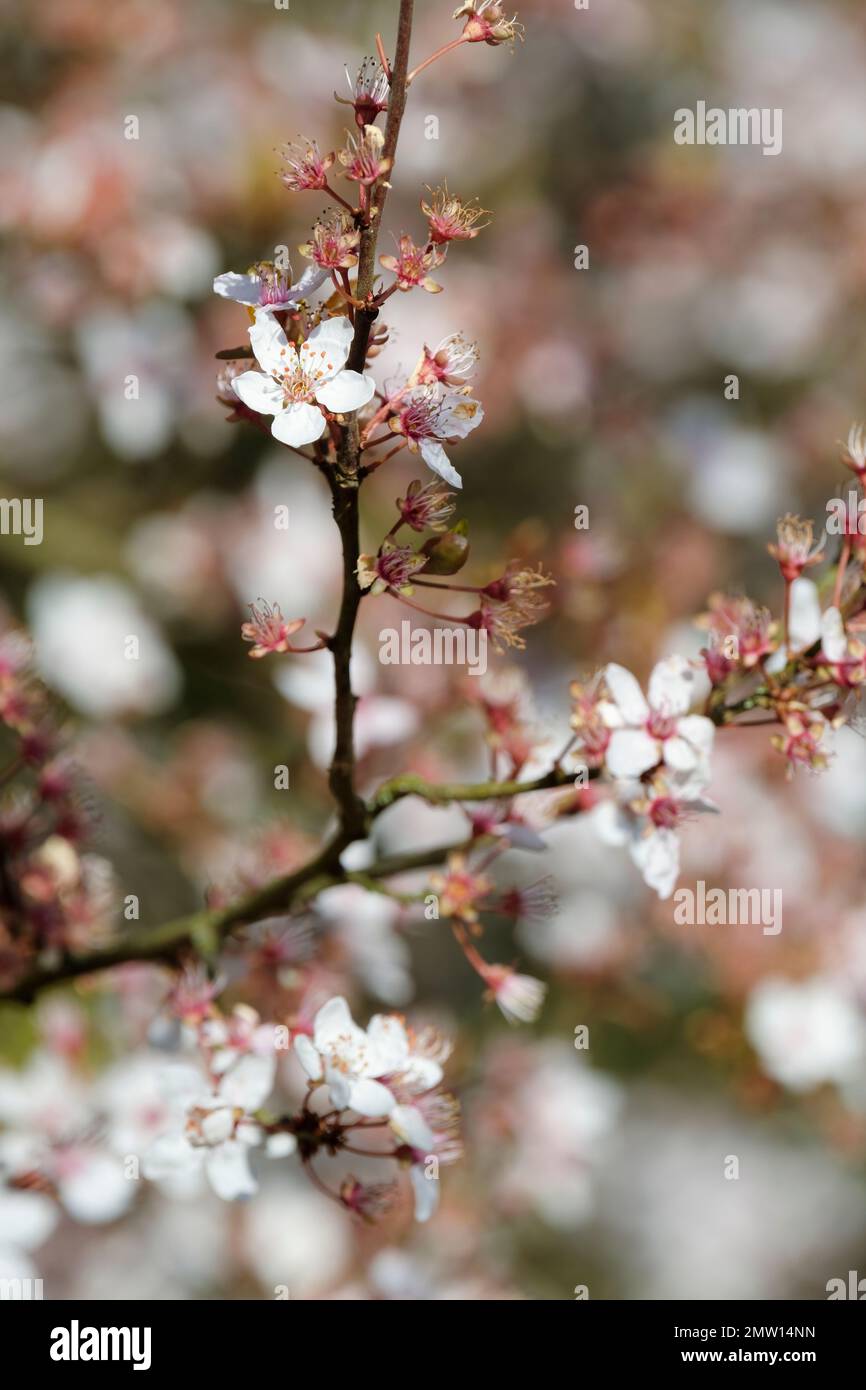 Prunus cerasifera Hessei, fioritura nana Cherry Plum Hessei, fiore bianco, all'inizio della primavera Foto Stock