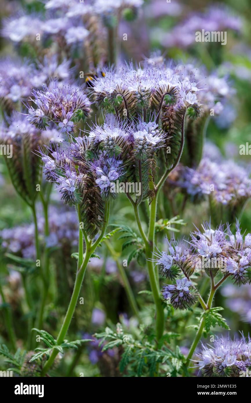 Phacelia tanacetifolia, fidleneck, coltivato come concime verde, attrae api, fiori blu o blu lavanda in cime terminali ricurve Foto Stock
