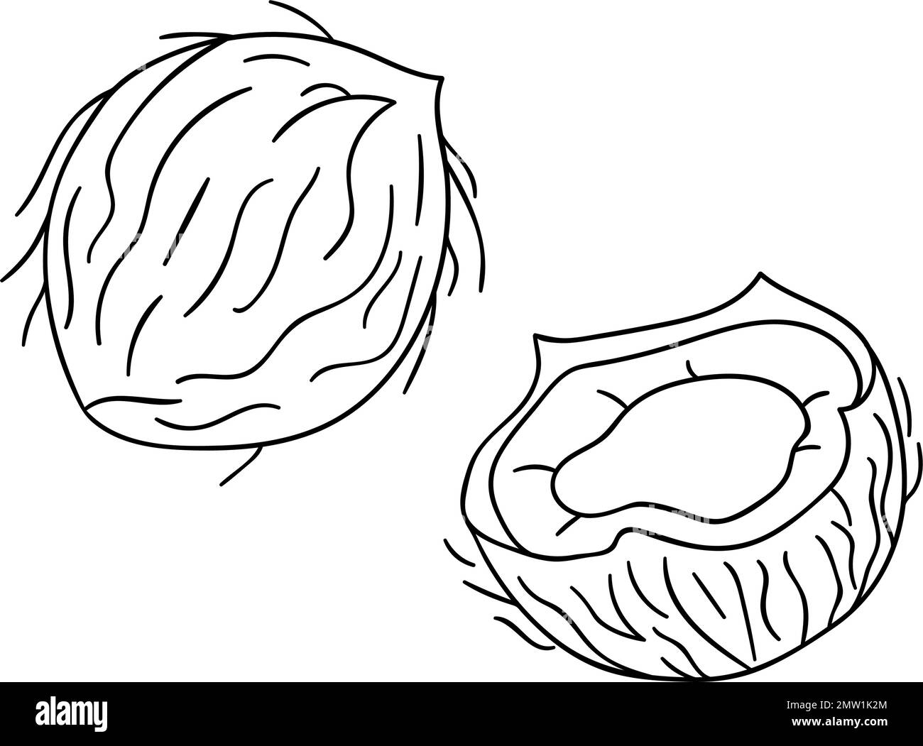Icona vettoriale di cocco in bianco e nero. Set di dadi isolati monocromatici. Illustrazione del disegno della linea del cibo in stile cartoon o doodle isolato sul retro bianco Illustrazione Vettoriale