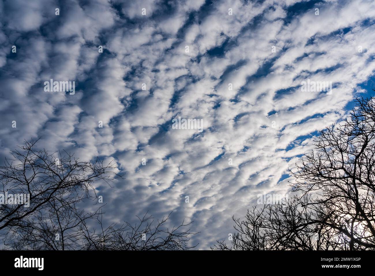 Il sole illumina queste alte formazioni nuvolose bianche creando una vista mozzafiato sopra alberi senza foglie. Foto Stock