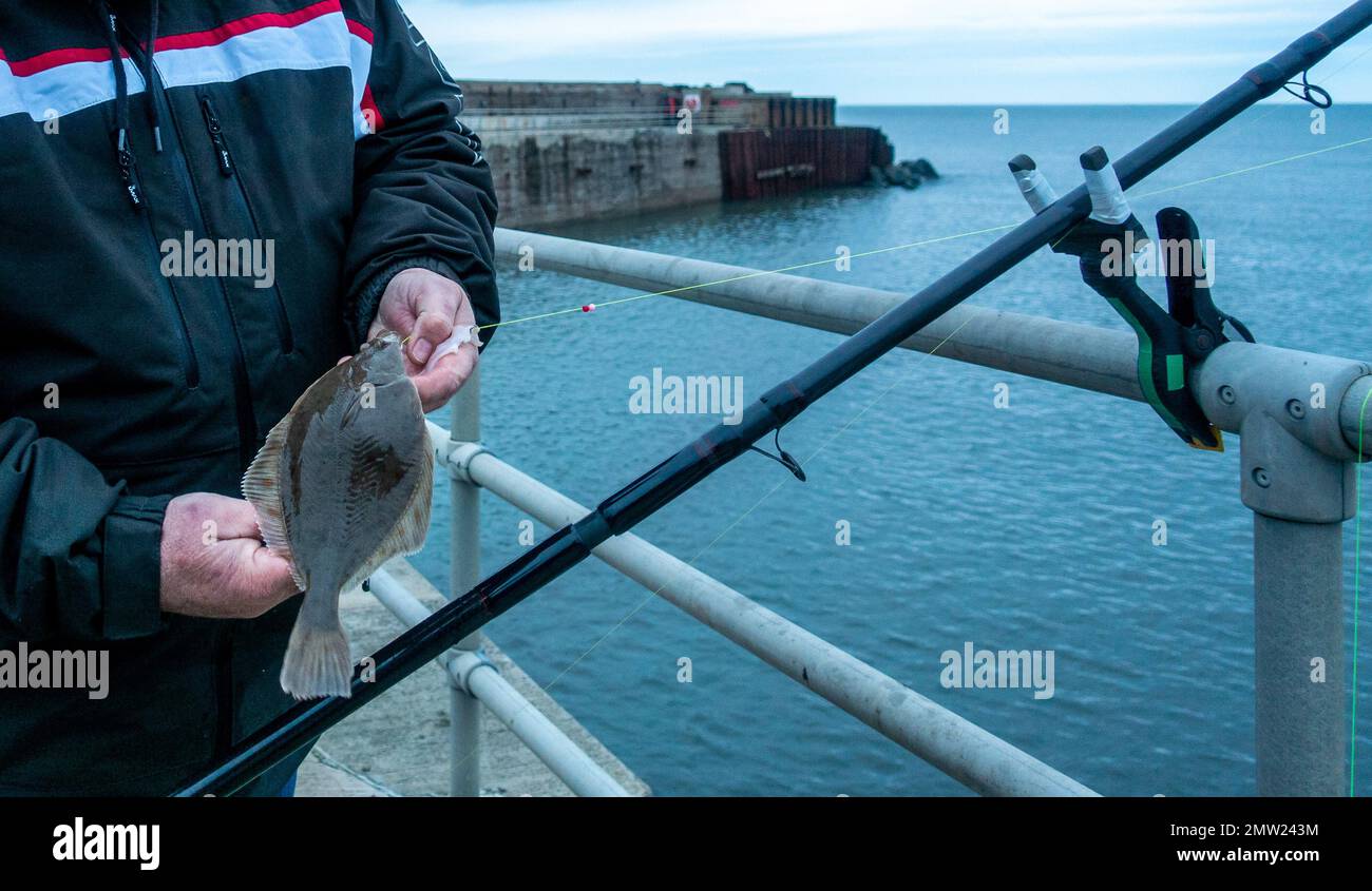 Il pescatore locale cattura e tiene un piccolo pesce passera al largo della parete del porto a Skinningrove Beach, a Teeside. Redcar e Cleveland, Regno Unito Foto Stock