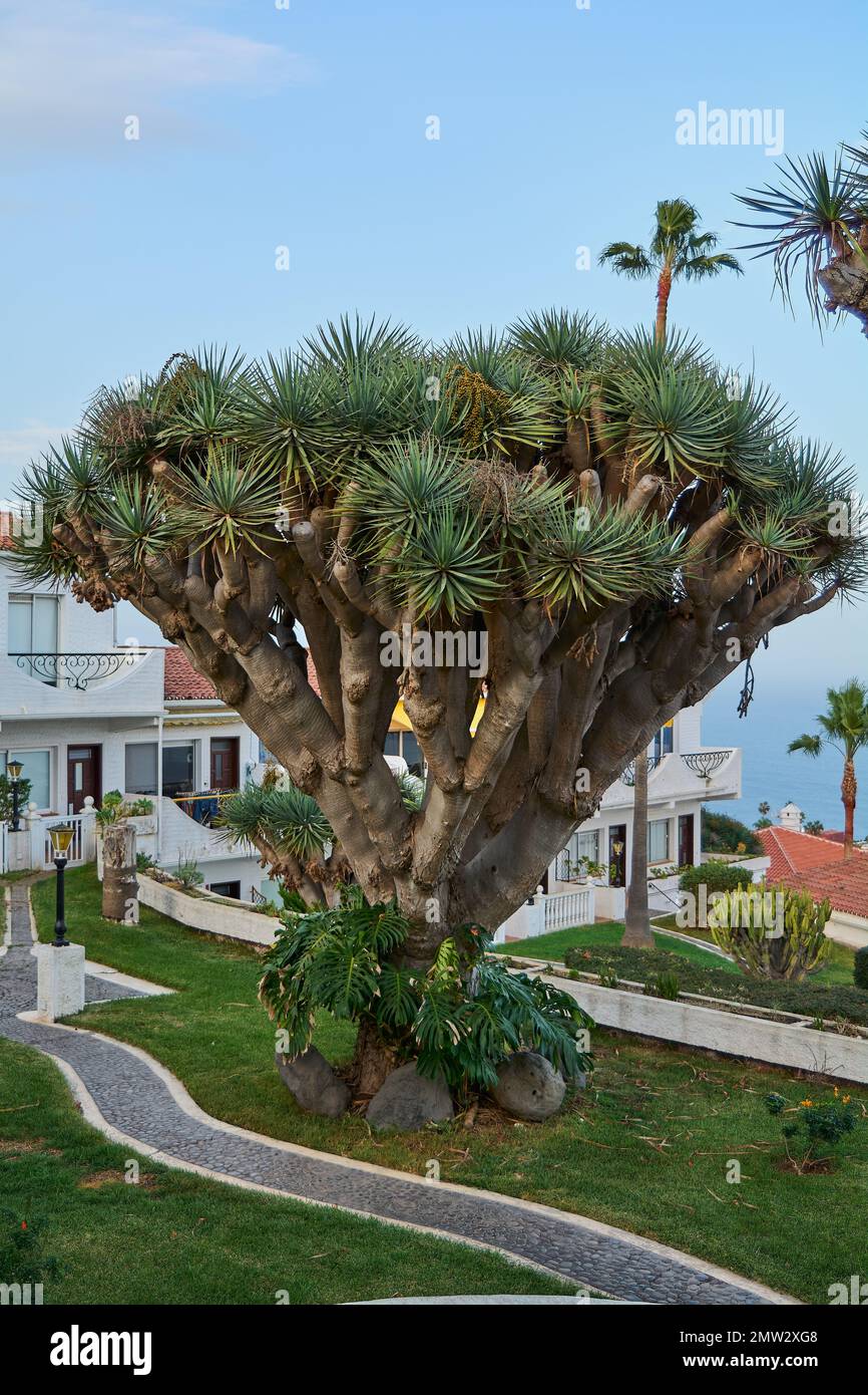 Drago albero tipico attrazione naturale dell'isola di Tenerife in Spagna Foto Stock