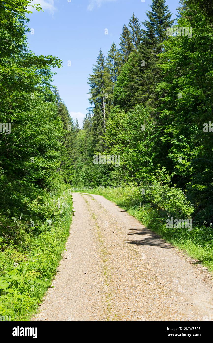 Sentiero vuoto in una foresta tranquilla Foto Stock