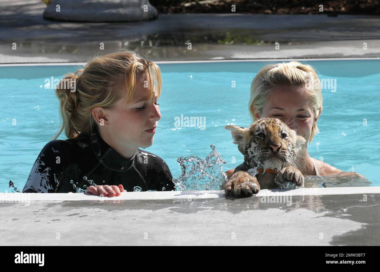 ESCLUSIVO!! Jessica di Canaan, NY e Kyle di New Lebanon NY, fate una nuotata con l'adorabile Tiger cucciolo Tony di 10 settimane di Wild Thing. Tony una tigre siberiana in pericolo, sarà alimentato in bottiglia per il prossimo anno, ma sta anche per laurearsi a carne cruda tritata. Alla fine farà il suo modo di maiale, carne di manzo e ossa di polli e tutti. Tony può ancora essere piccolo ma il suo padre Roy pesa dentro a 10000 libbre. Il suo bel allenatore Kelsey, che ha iniziato come volontario, ama il suo lavoro in Wild Things e ha detto che non può mai immaginare di andarsene. Wild Things è stato aperto per circa 15 anni ed è un ampio 22 acri di facilitili Foto Stock