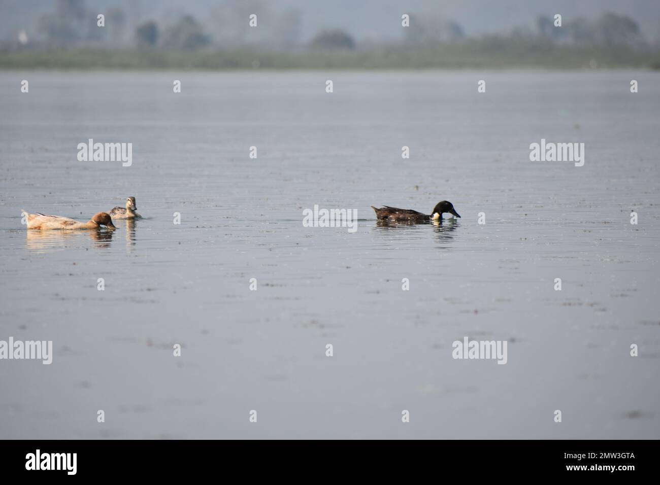 Anatre alla ricerca di pesci in un lago . Foto Stock