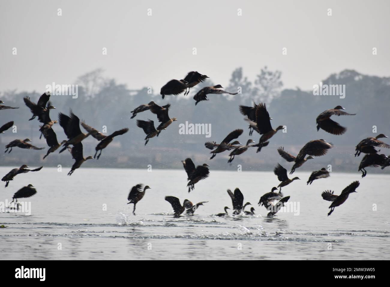 Gruppi di cormorani indiani che volano su un lago a Tripura, India Foto Stock