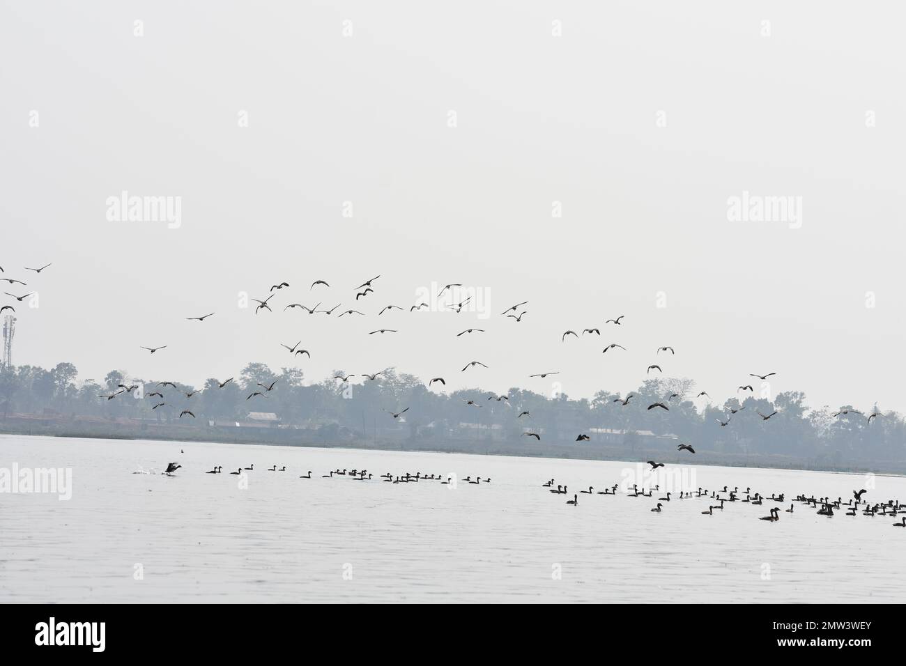 Gruppi di cormorani indiani che volano su un lago a Tripura , India . Foto Stock