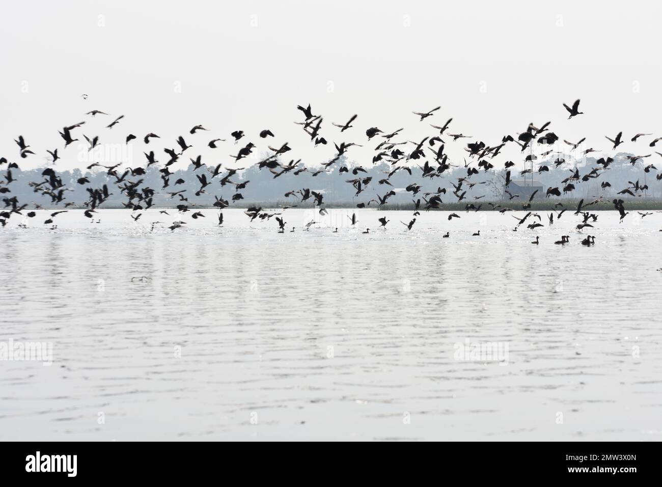 Gruppi di cormorani indiani che volano su un lago a Tripura , India . Foto Stock