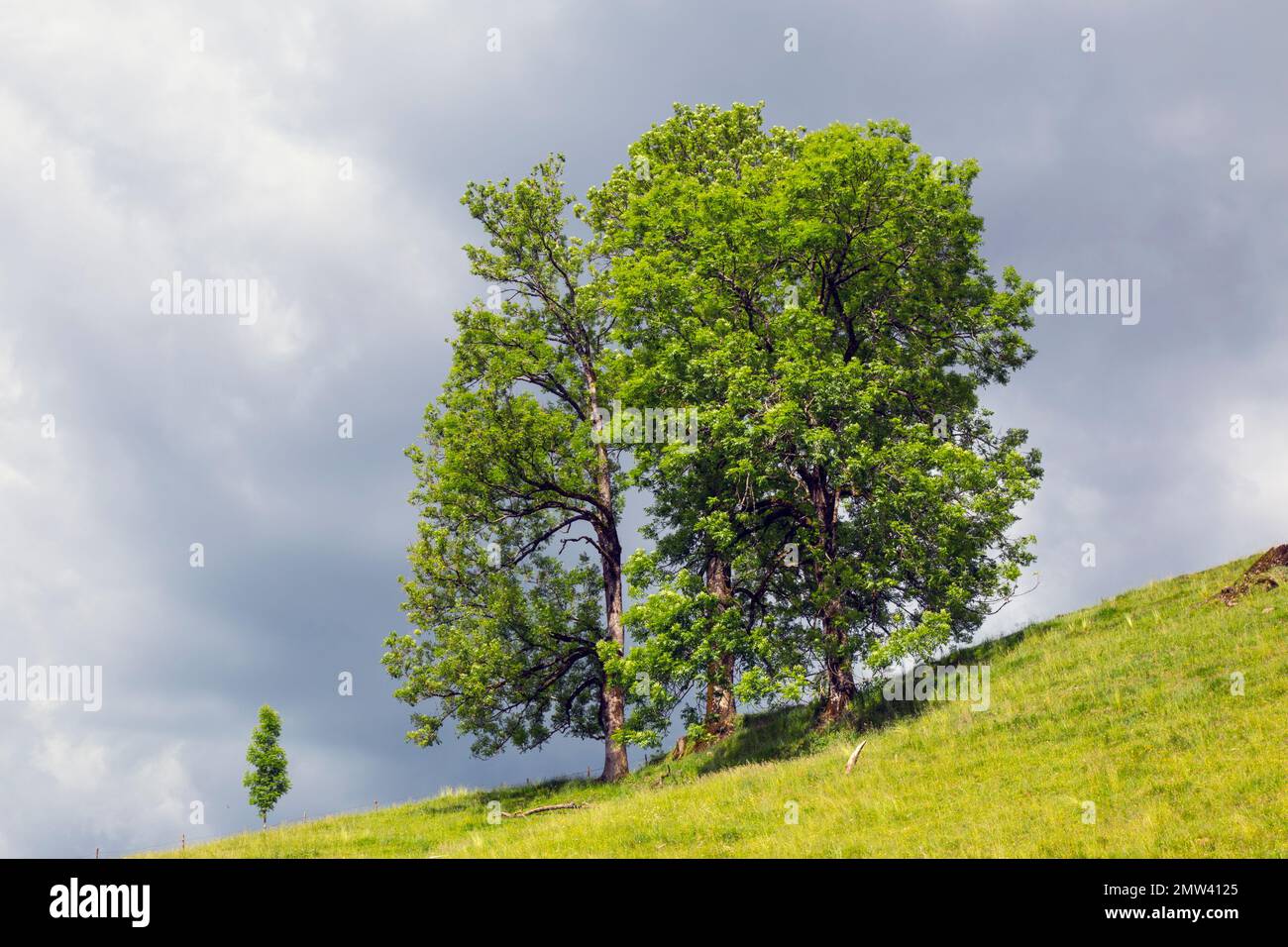 Tre alberi in collina Foto Stock