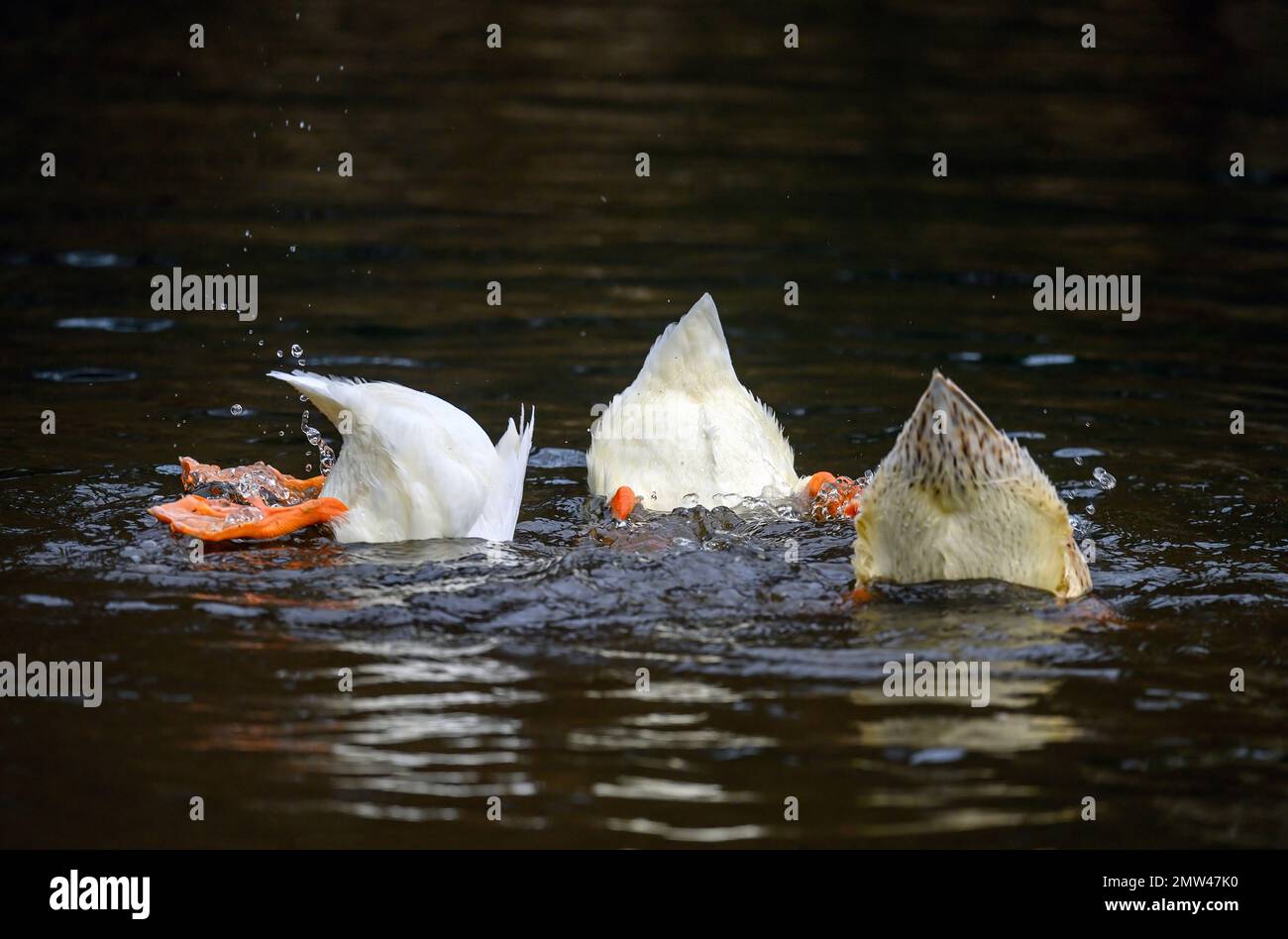 Tre anatre che si tuffano mostrando le loro piume e piedi della coda. Due anatre bianche e un'anatra marrone. Anatre su uno dei Keston Ponds a Keston, Kent, Regno Unito. Foto Stock