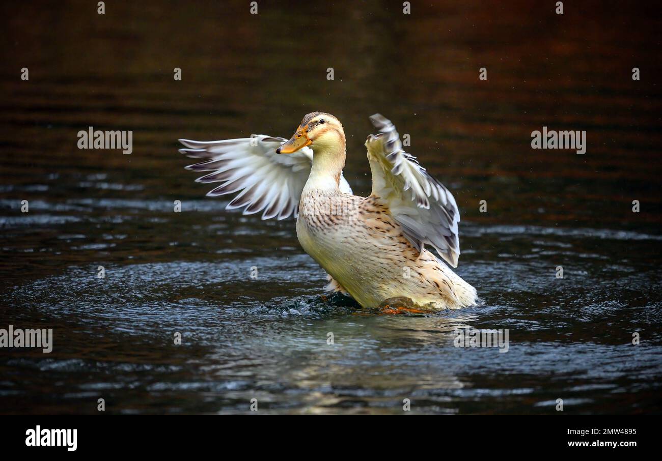 Un'anatra marrone che batte le sue ali. Un'anatra su uno dei Keston Ponds a Keston, Kent, Regno Unito. Foto Stock