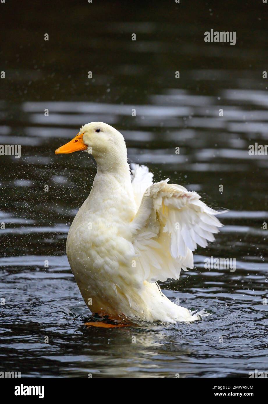 Un'anatra bianca che batte le sue ali. Un'anatra su uno dei Keston Ponds a Keston, Kent, Regno Unito. Foto Stock