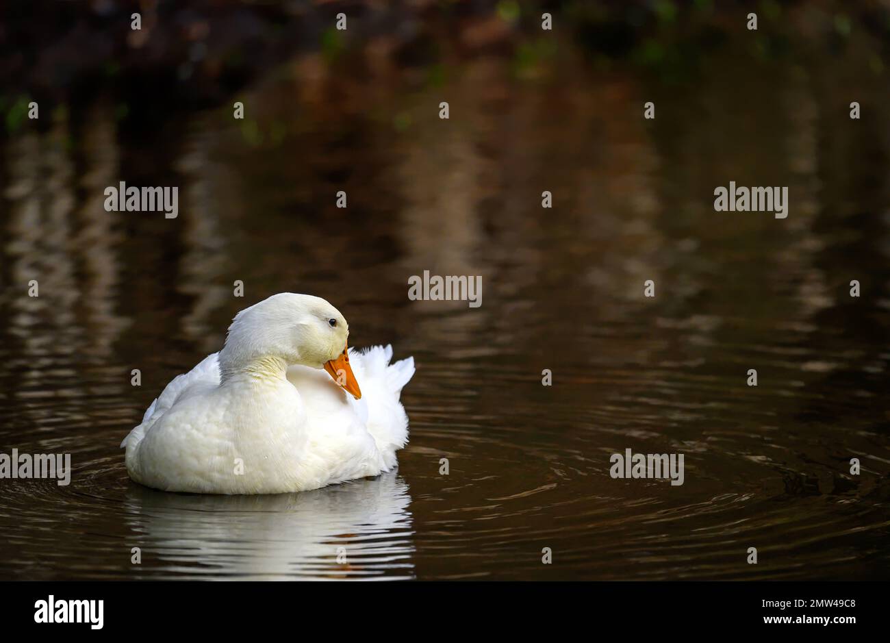 Un'anatra bianca che nuota sull'acqua con spazio di copia. Un'anatra su uno dei Keston Ponds a Keston, Kent, Regno Unito. Foto Stock