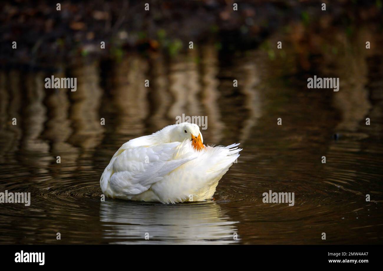 Un'anatra bianca che nuota sull'acqua preimpregnando le sue piume di coda. Un'anatra su uno dei Keston Ponds a Keston, Kent, Regno Unito. Foto Stock