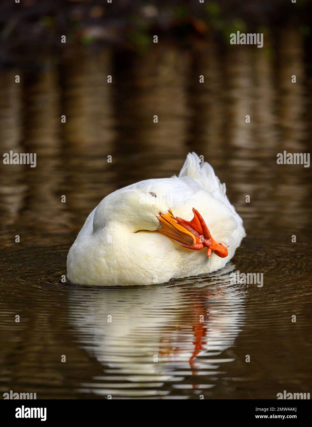 Un'anatra bianca che nuota sull'acqua e tocca il suo becco con il piede. Vista insolita. Un'anatra su uno dei Keston Ponds a Keston, Kent, Regno Unito. Foto Stock