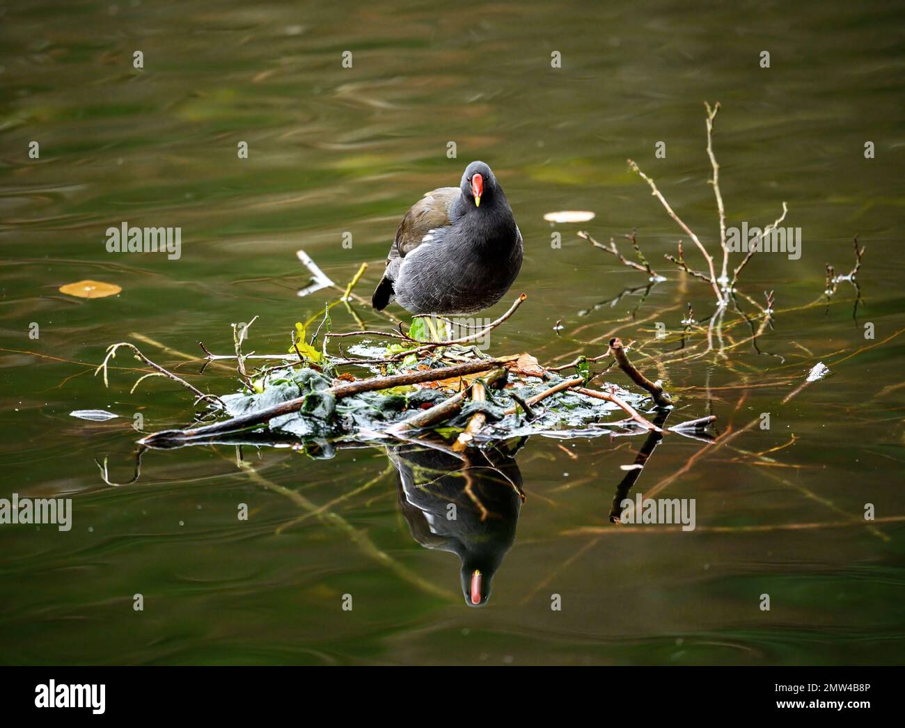 Un moorhen in piedi su una piccola isola in un lago con il suo riflesso in acqua. Moorhen comune (Gallinula chloropus) su uno dei Keston Stagni in KE Foto Stock