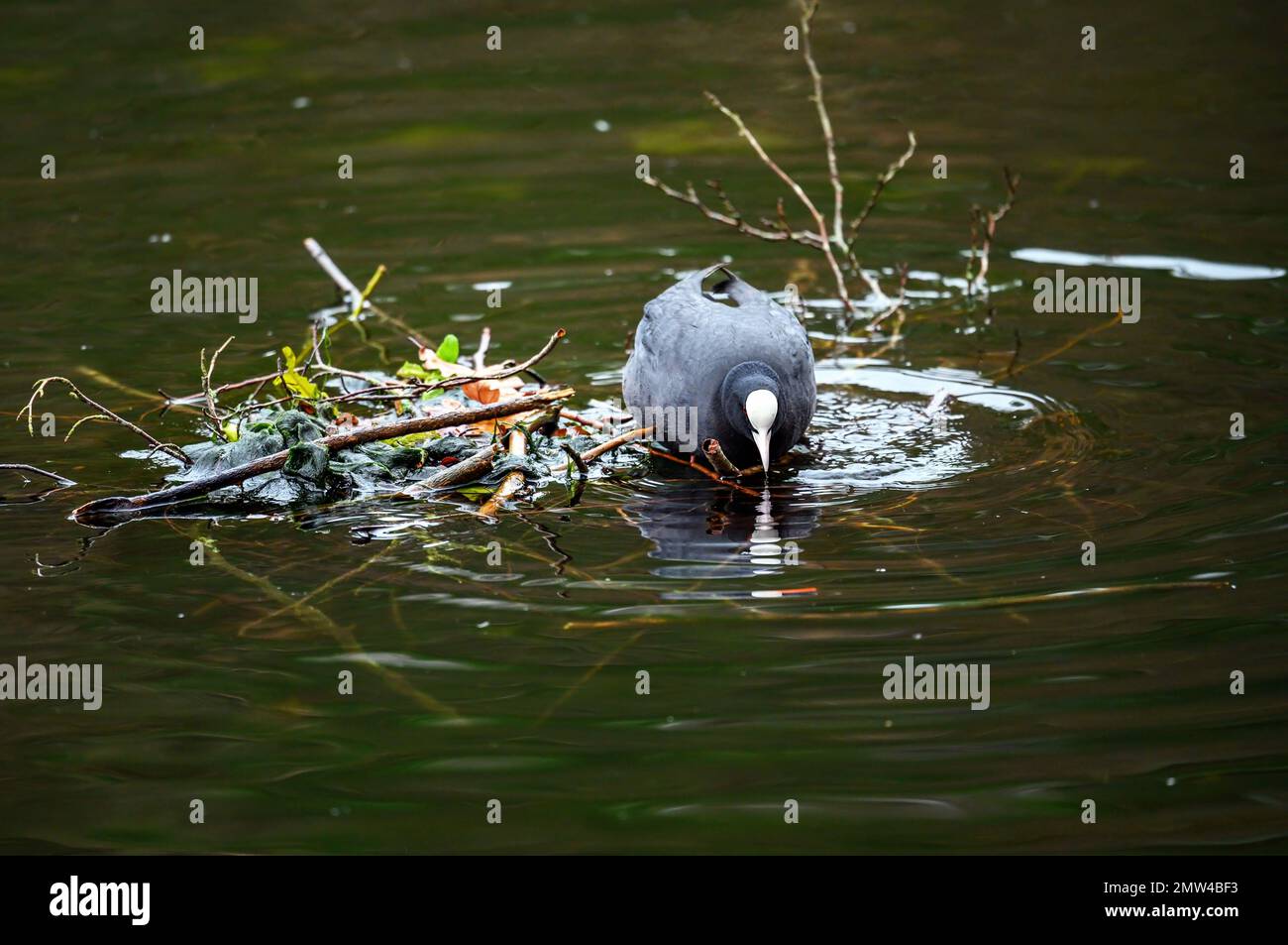 Una folaga che sorge su una piccola isola in un lago con il suo scudo bianco chiaramente visibile. Coot (Fulica atra) su uno dei Keston Ponds a Keston, Kent, Regno Unito. Foto Stock
