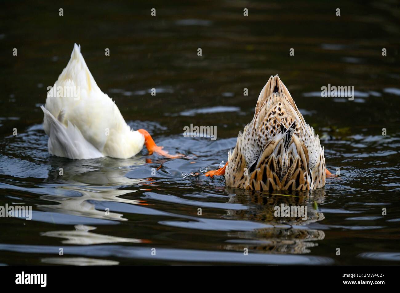 Due anatre che si tuffano mostrando le loro piume e piedi della coda. Anatre su uno dei Keston Ponds a Keston, Kent, Regno Unito. Foto Stock
