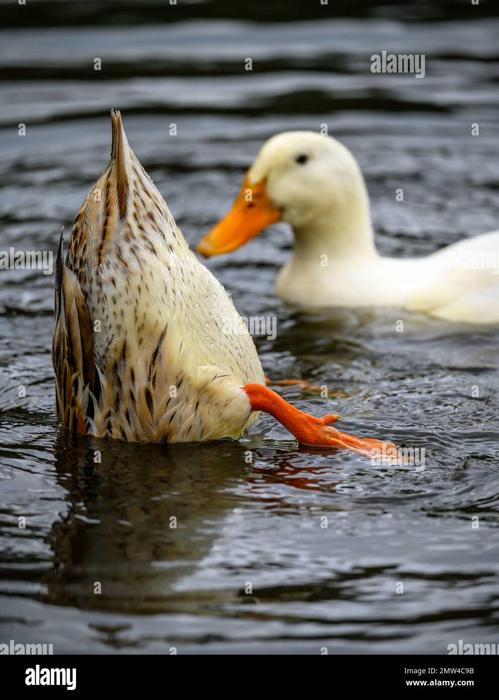 Un'anatra marrone che mostra le sue piume e piedi di coda con un'anatra bianca che nuota passato. Anatre su uno dei Keston Ponds a Keston, Kent, Regno Unito. Foto Stock