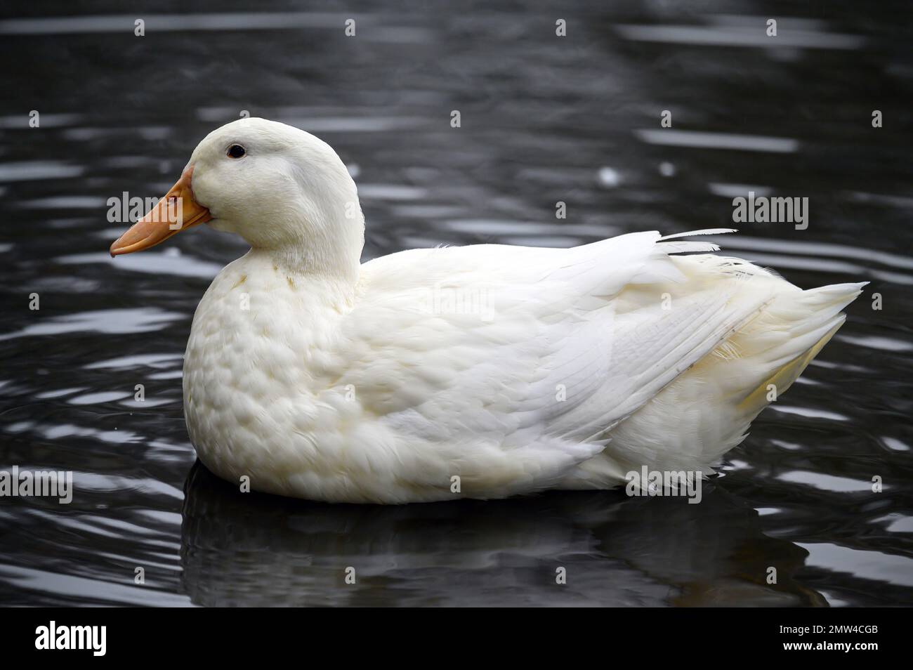 Un'anatra bianca che nuota sull'acqua. Un'anatra su uno dei Keston Ponds a Keston, Kent, Regno Unito. Foto Stock