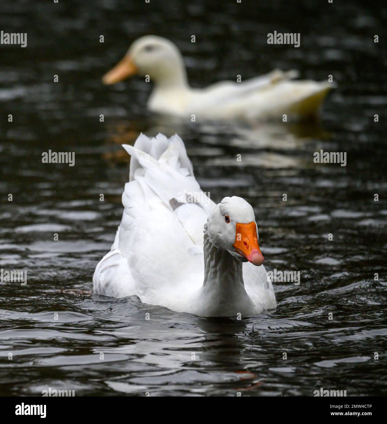 Un'oca bianca con becco d'arancia che nuota su un lago con un'anatra bianca dietro. Un'oca su uno dei Keston Ponds a Keston, Kent, Regno Unito. Foto Stock