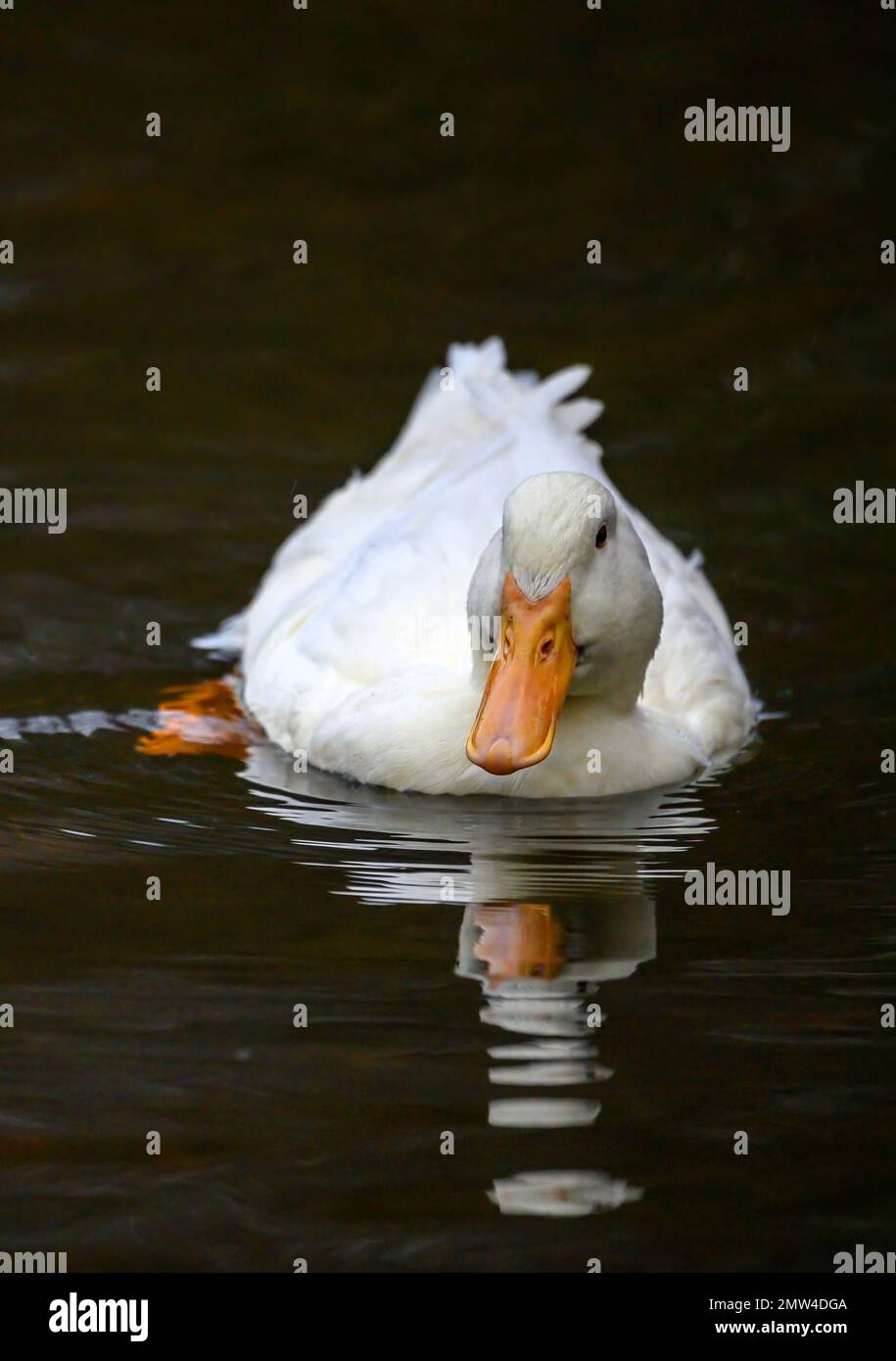 Un'anatra bianca che nuota sull'acqua con riflesso. Un'anatra su uno dei Keston Ponds a Keston, Kent, Regno Unito. Foto Stock