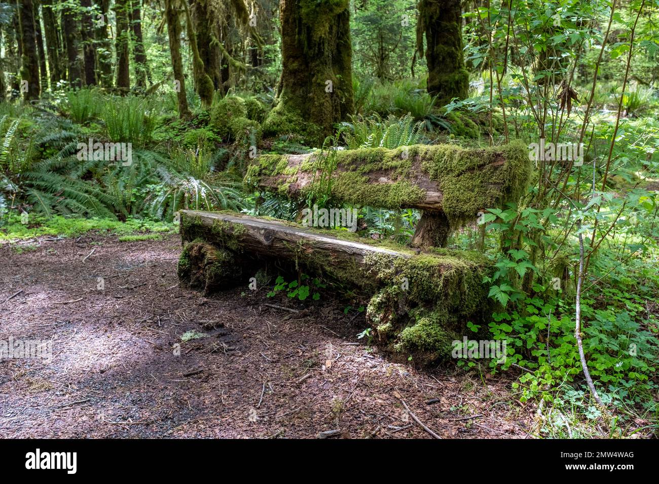 WA20818-00....WASHINGTON -Moss panca coperta lungo il Maple Glade Rainforest Trail nel Parco Nazionale Olimpico. Foto Stock
