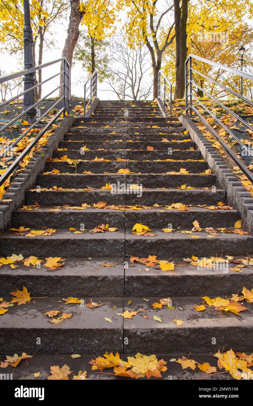 Scale in un parco autunnale coperto di foglie gialle in una chiara giornata autunnale. Foto Stock