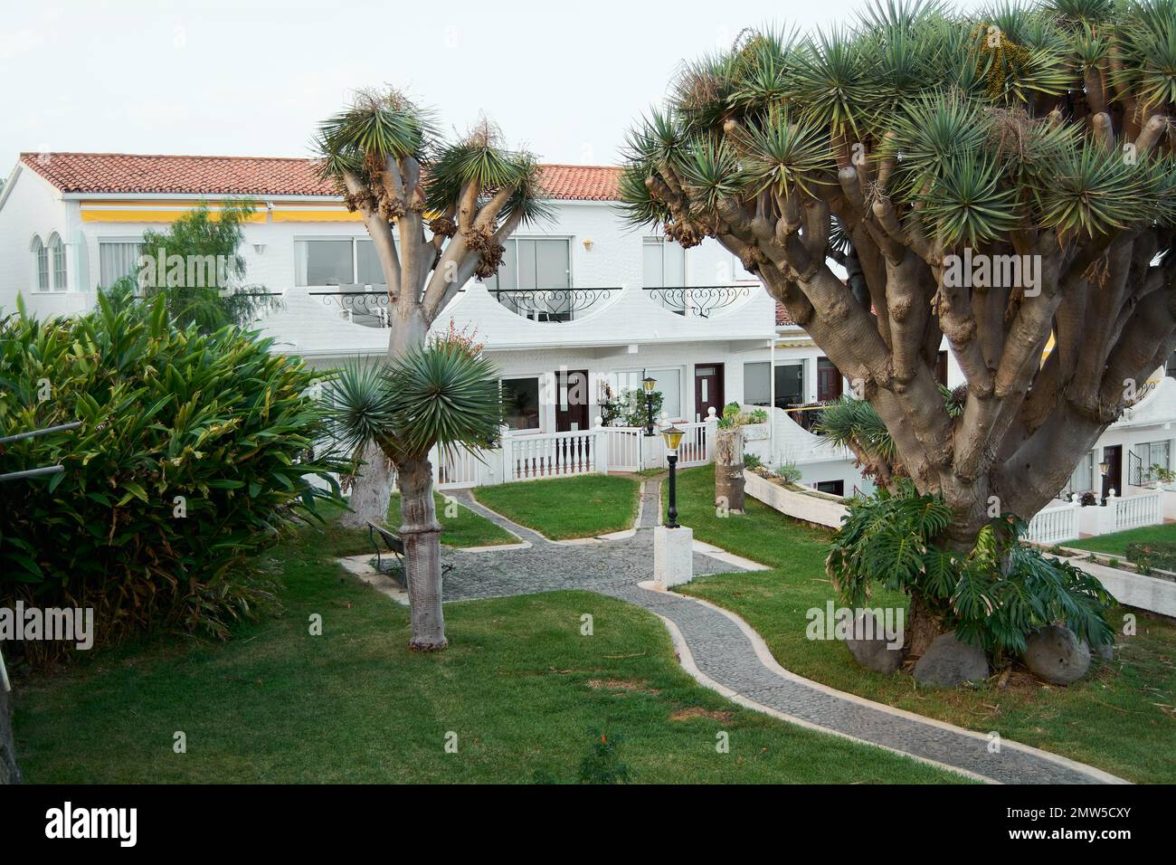 Casa vacanze a Tacoronte sull'isola di Tenerife in Spagna con i suoi caratteristici alberi di Drago Foto Stock