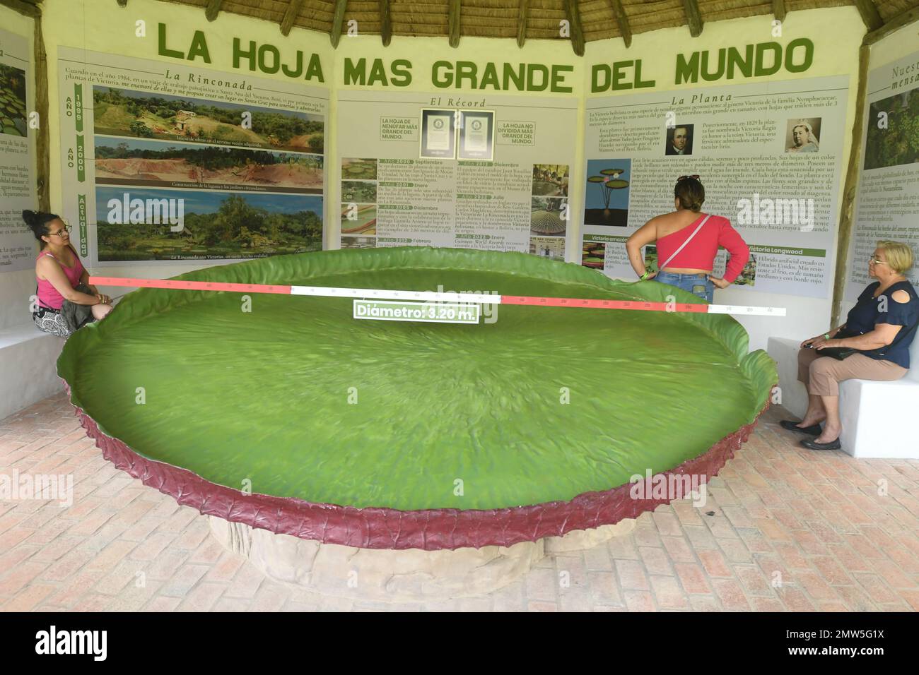 Santa Cruz, Bolivia. 01st Feb, 2023. Una replica di un giglio d'acqua gigante della Bolivia (Victoria boliviana), che è stato misurato per essere 3,20 metri di diametro nel 2012, è in mostra al Parco Naturale 'la Rinconada'. Questa specie di giglio gigante è stata scientificamente riconosciuta nel 2022, secondo gli operatori del parco. Il 30 gennaio 2023, questo giglio d'acqua gigante boliviana è stato aggiunto alla lista dei Guinness dei primati come la più grande specie di giglio d'acqua. Credit: Diego Tejerina/dpa/Alamy Live News Foto Stock