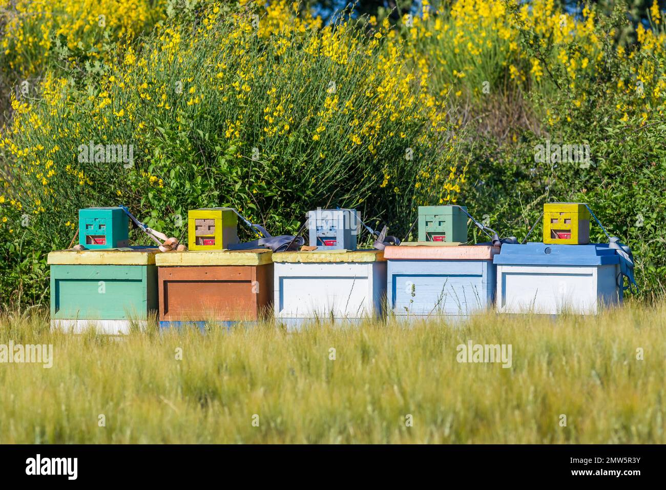 Vista panoramica di alveari colorati di api in Provenza sud della Francia Foto Stock