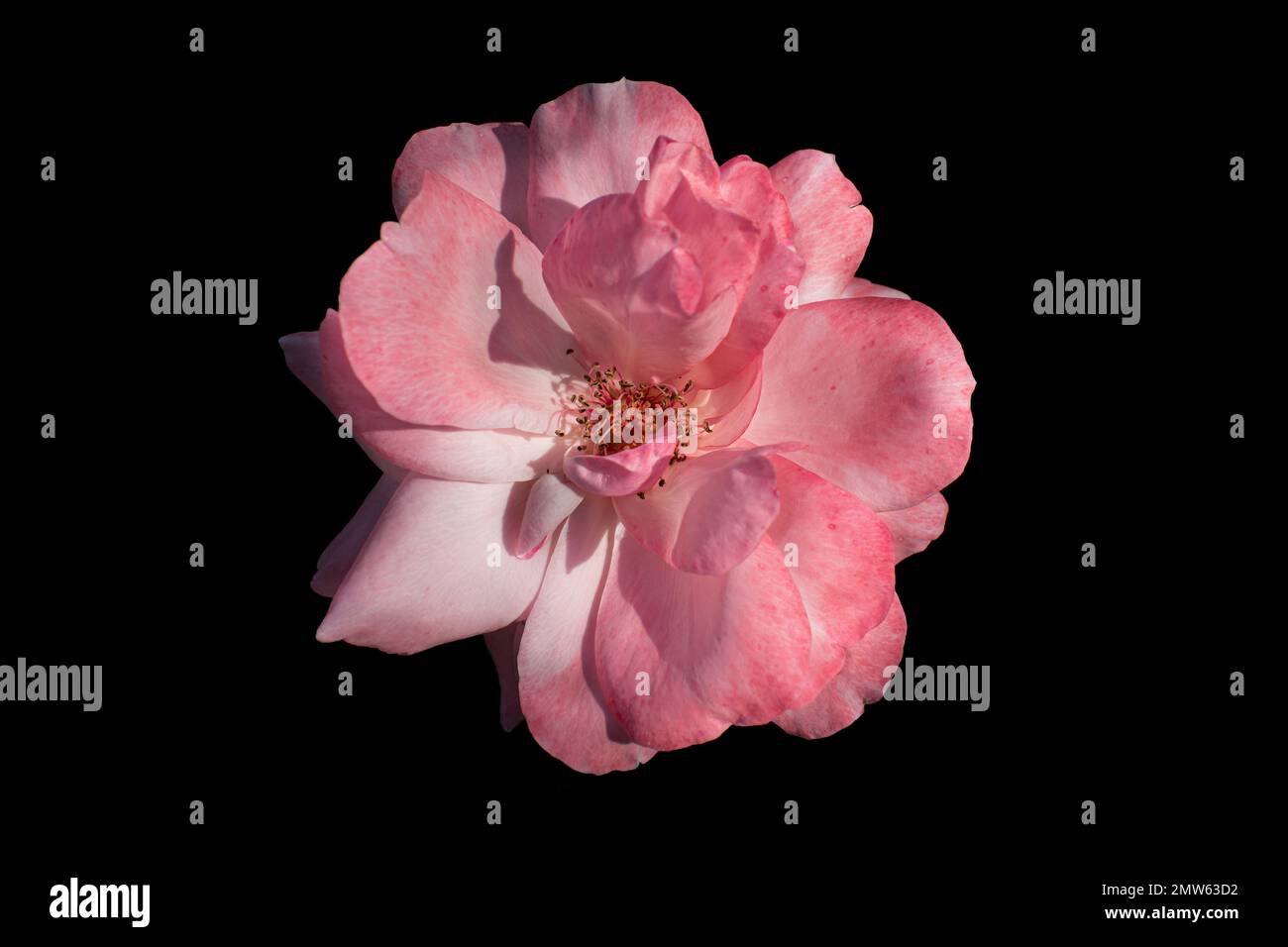 Una vista dall'alto di un giardino rosa con grandi petali su sfondo nero Foto Stock