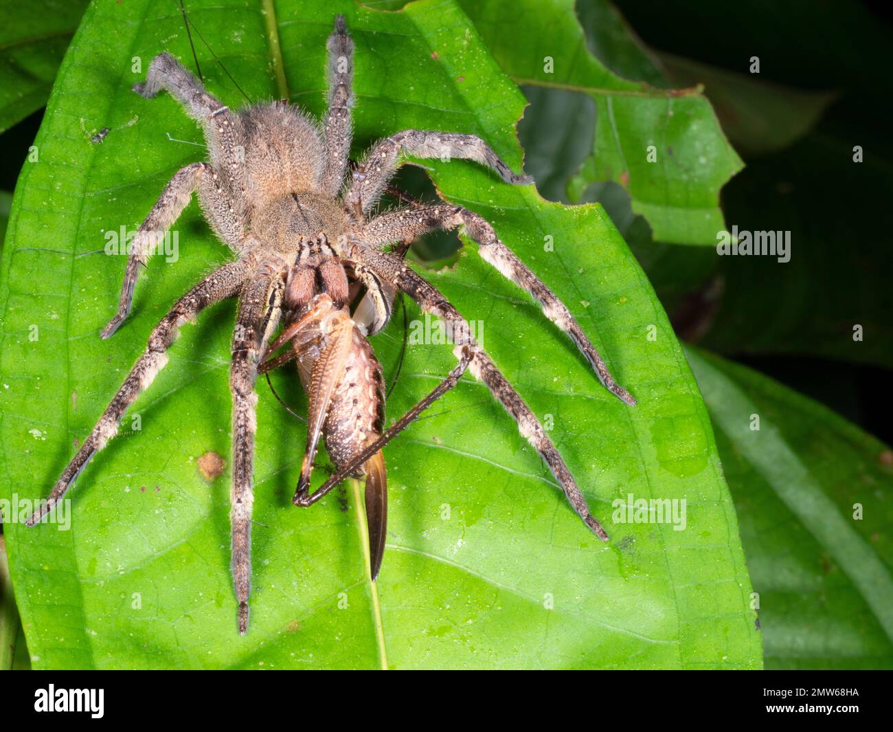 Il selvaggio ragno brasiliano (Phoneutria fera) si nutre di un grande cricket su una foglia nella foresta pluviale, nella provincia di Orellana, in Ecuador Foto Stock