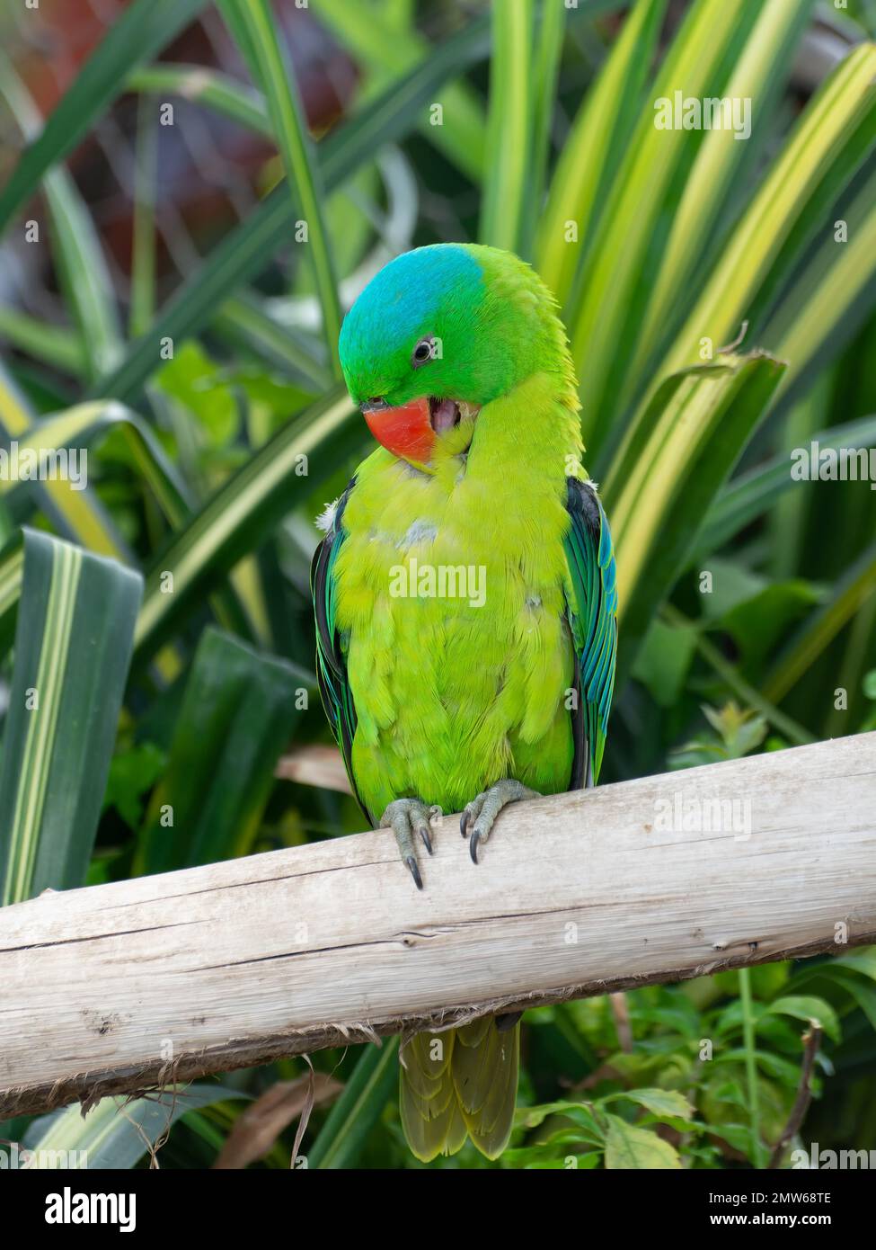 Un pappagallo dalle tovaglie blu nel parco del pianeta verde a Dubai Foto Stock