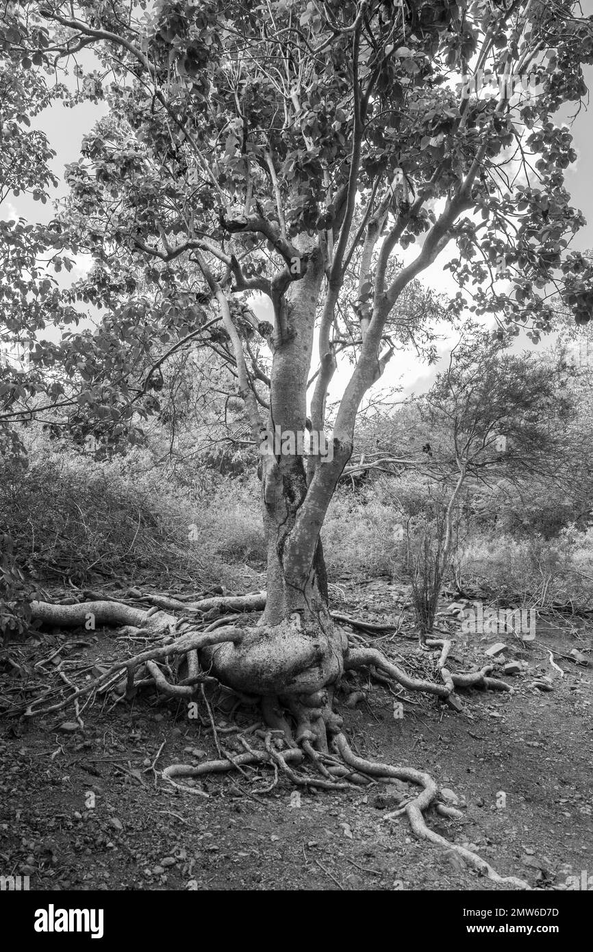 Sistema di radici di albero esposto sopra terra di suolo di terra sul lato della banca del pendio di collina in Caraibi Foto Stock