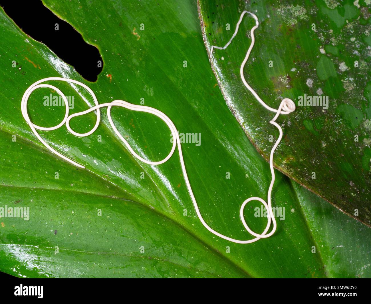 Verme nematode (verme rotondo). Incontrato sulla foglia di un arbusto. Forse è una specie vivente libera ma potrebbe essere scappata dall'intestino di un animale. Foto Stock
