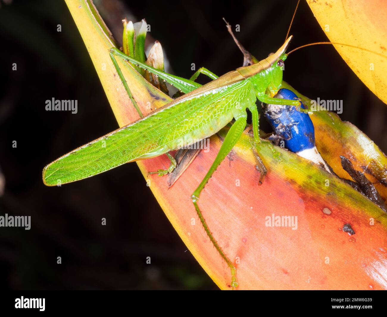Cricket cespuglio di Conehead (Tettigoniidae) nella foresta pluviale di notte, provincia di Orellana, Ecuador. Sta mangiando il frutto di una pianta di Heliconia. Foto Stock