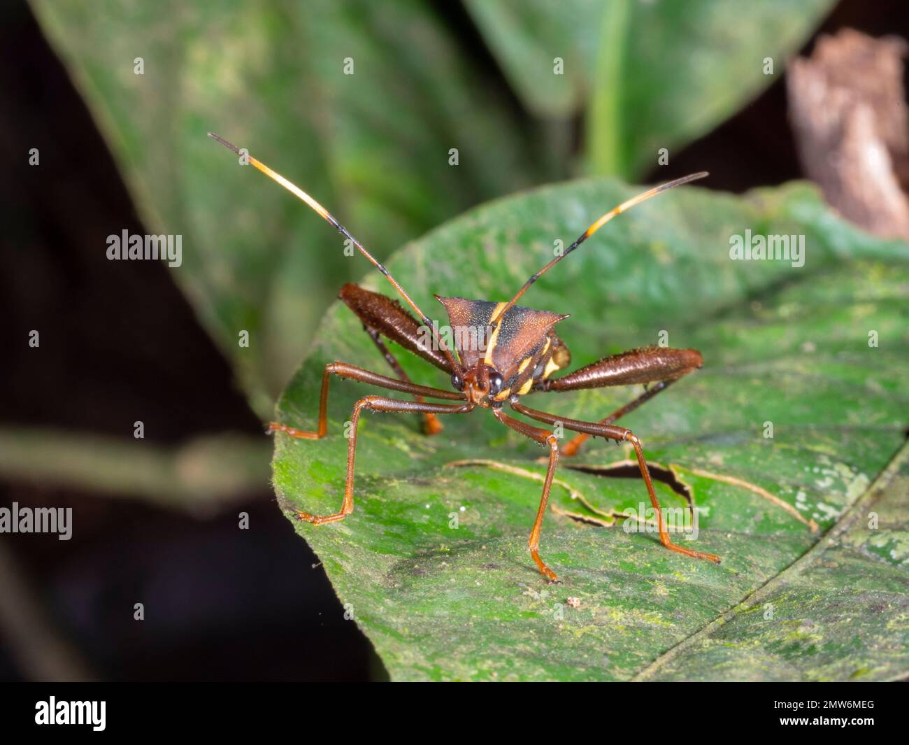 Bug con zampe a foglia (Coreidae) su una pianta della foresta pluviale, provincia di Orellana, Ecuador Foto Stock