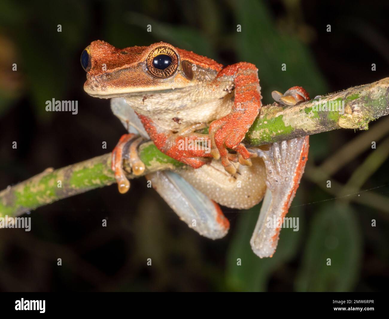 Rana piatta a testa larga (Osteocephalus planiceps) su un ramo della foresta pluviale nell'Amazzonia ecuadoriana Foto Stock