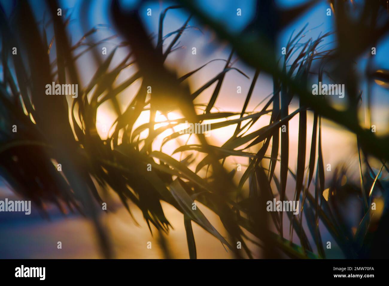 Palme d'inverno al tramonto, il fogliame ondeggiante nel vento Foto Stock